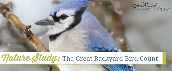 Nature Study: The Great Backyard Bird Count - Year Round ...