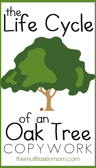 Free The Life Cycle of an Oak Tree Copywork Pack