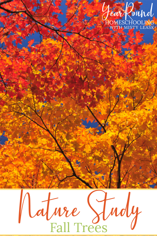 fall nature study, fall tree study, fall tree nature study, tree nature study