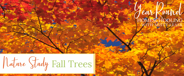 fall nature study, fall tree study, fall tree nature study, tree nature study