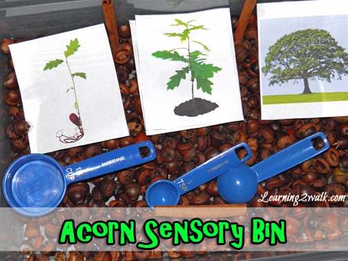 fall activities for preschoolers: acorn sensory bin