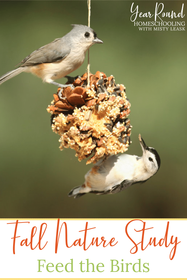 Fall Nature Study Feed The Birds Year Round Homeschooling