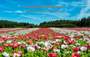 poppy field