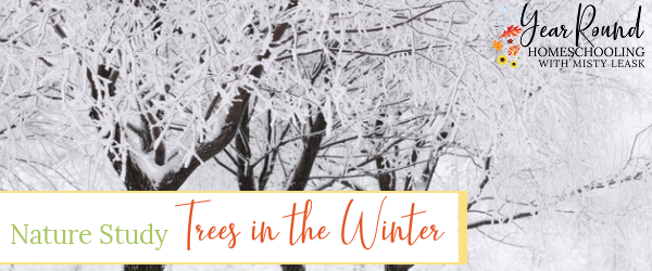 studying trees in the winter, winter tree study, nature study trees winter, nature study winter trees, trees in the winter, nature study trees in the winter