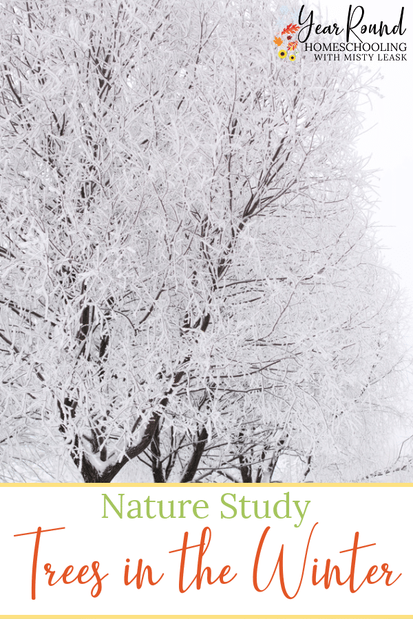 studying trees in the winter, winter tree study, nature study trees winter, nature study winter trees, trees in the winter, nature study trees in the winter 