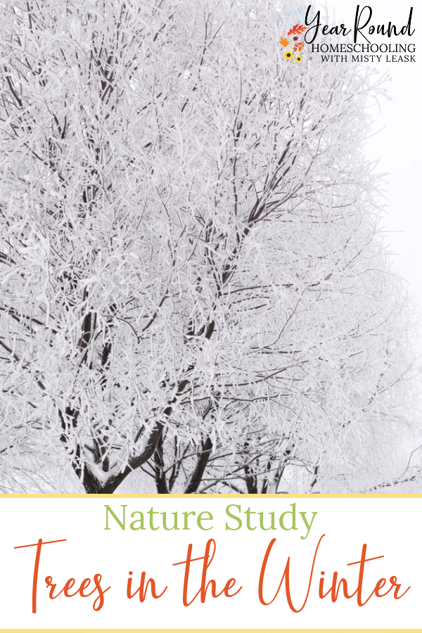 Backyard Science—The Secrets of Winter Trees - KIDS DISCOVER