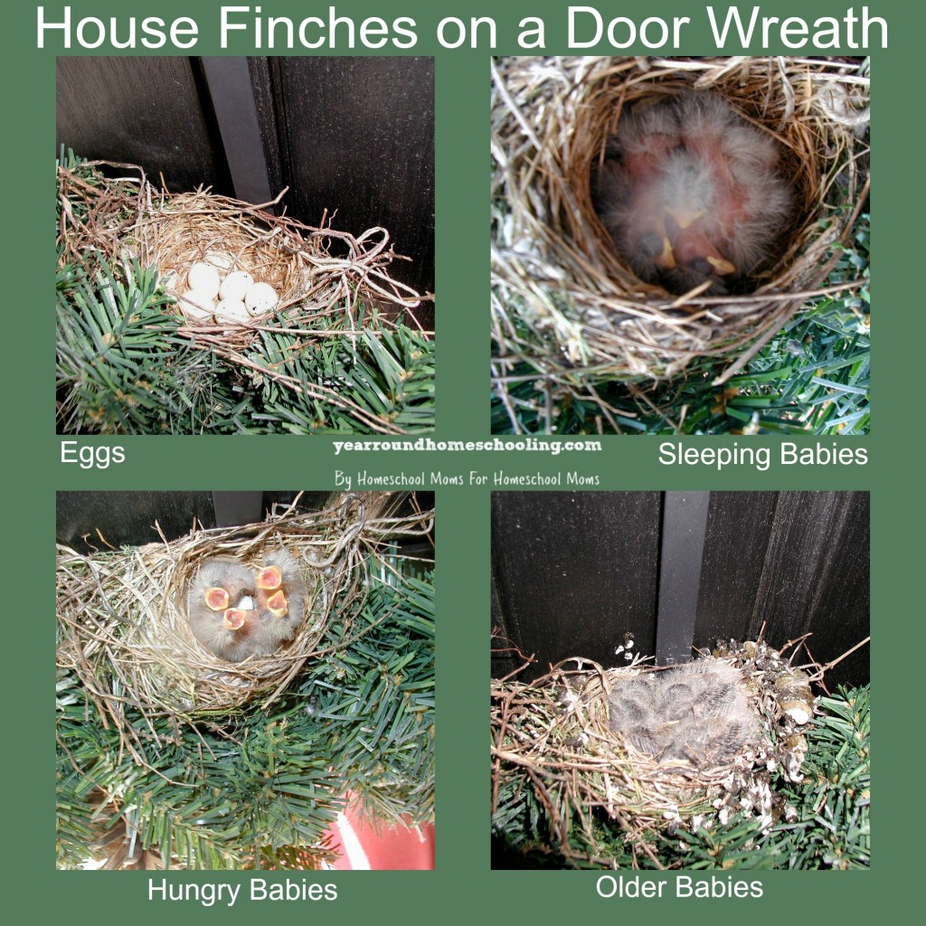 House Finches