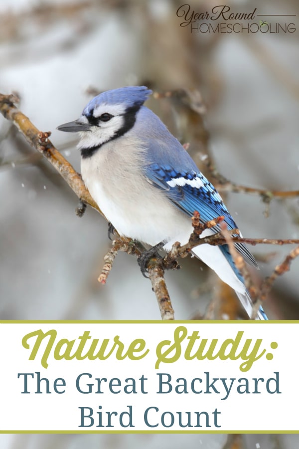 the great backyard bird count, nature, homeschool, homeschooling