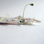 Plantable Paper
