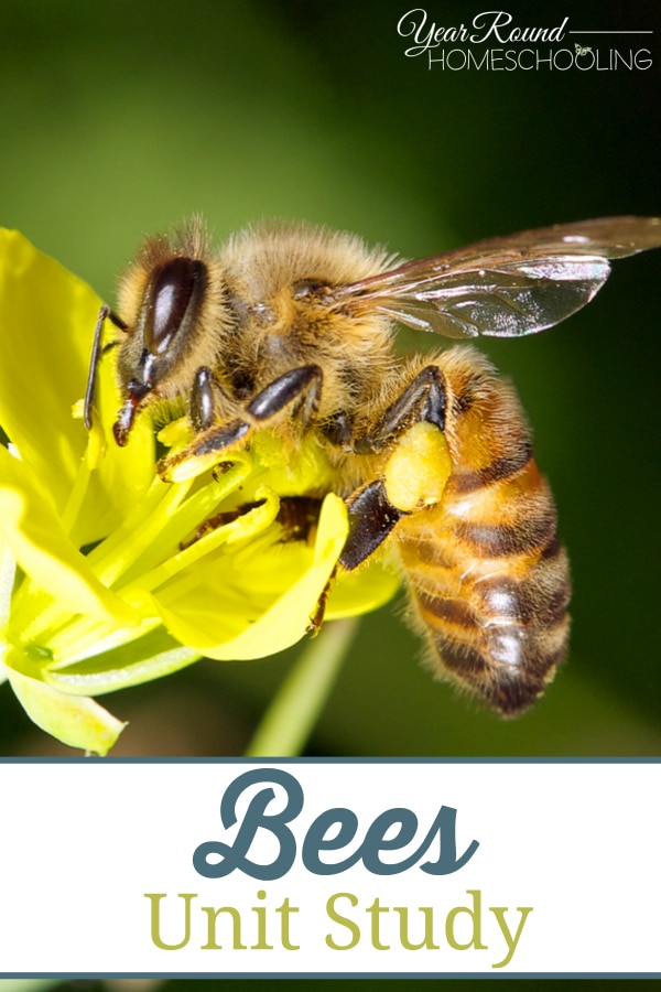 bees, bee, unit study, homeschool, homeschooling