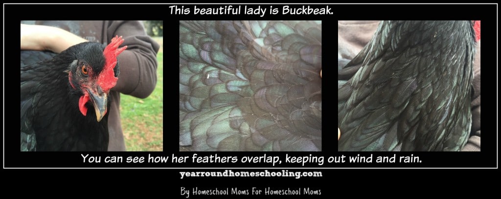 Buckbeak