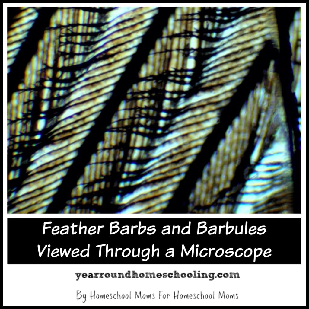 Feather Barbs and Barbules