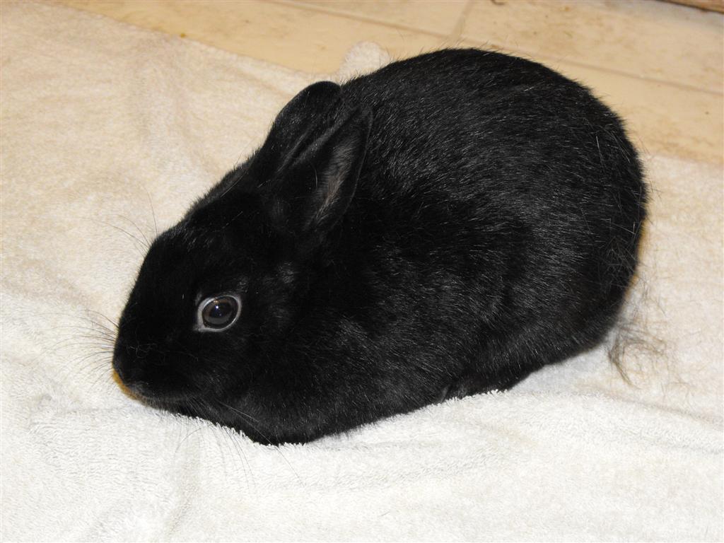 4 Things to Consider When Choosing a Rabbit as a Pet Year Round