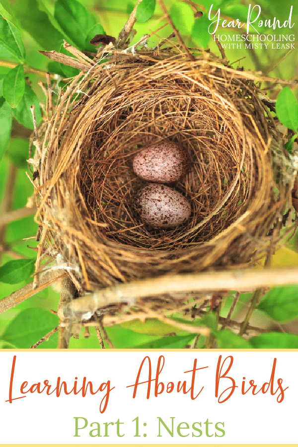 learning about birds, learning about birds nests, birds nests, bird nests, learning about bird nests