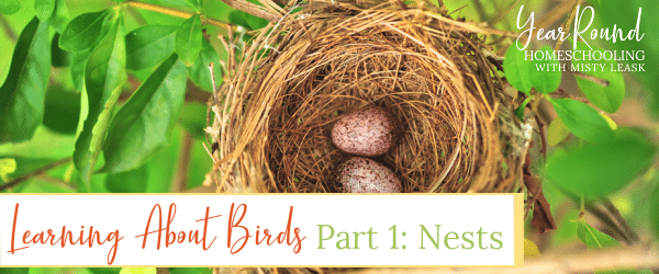 learning about birds, learning about birds nests, birds nests, bird nests, learning about bird nests