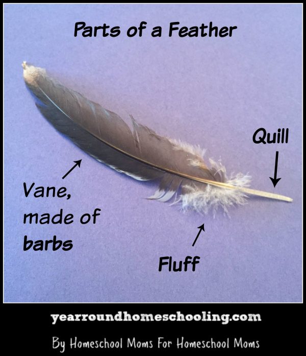 Learning More About Birds, Part 2 Feathers Year Round Homeschooling