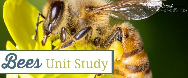 bees, bee, unit study, homeschool, homeschooling