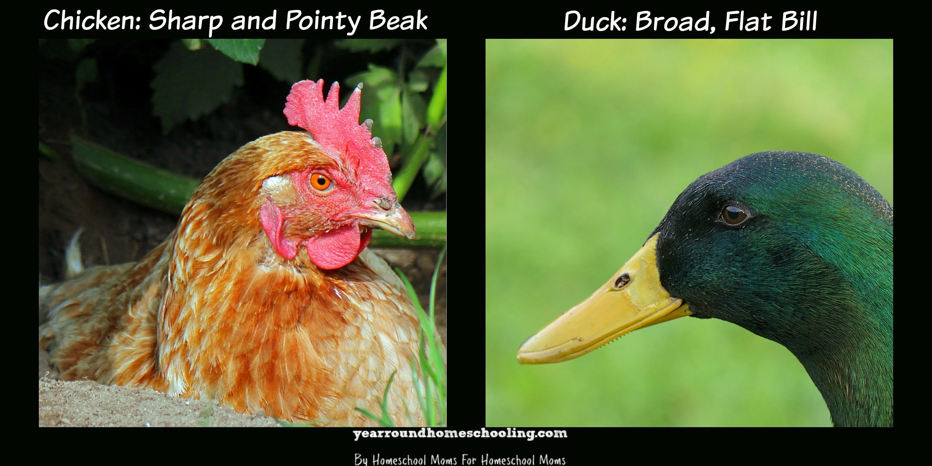 Chicken and Duck - Year Round Homeschooling