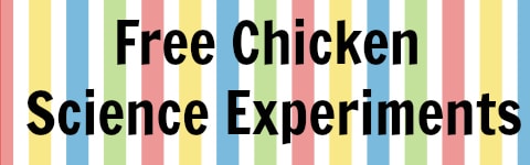 Free Chicken Science Experiments