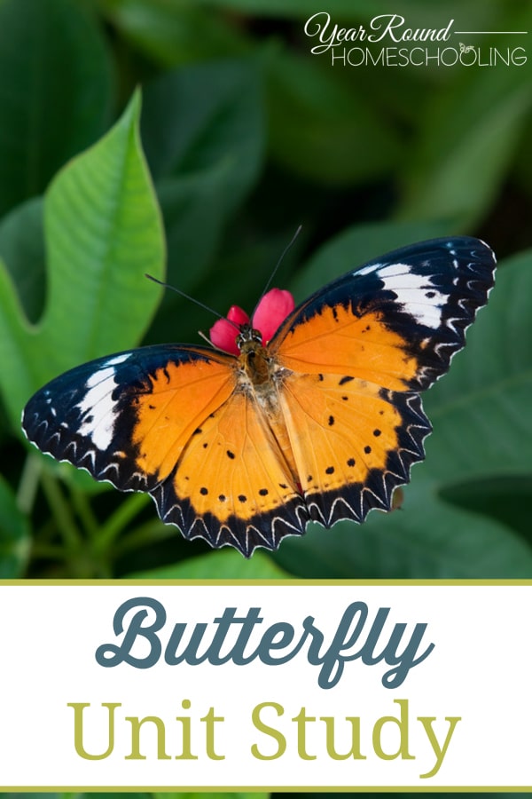 butterfly, unit study, butterflies