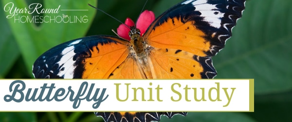 butterfly, unit study, butterflies