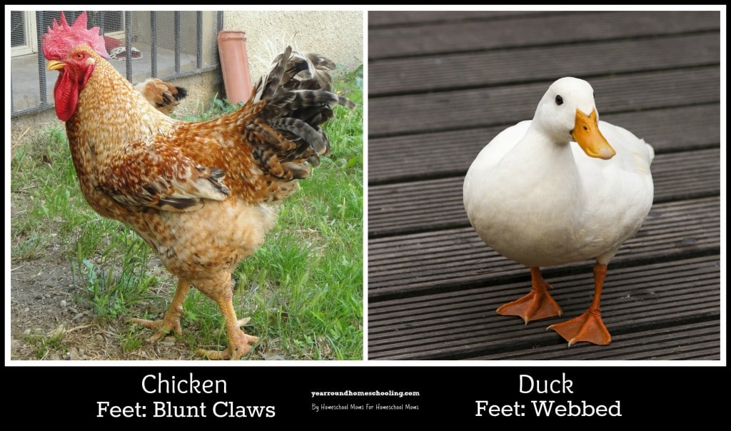 Chicken Versus Duck Feet