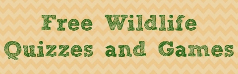 Free Wildlife Quizzes and Games
