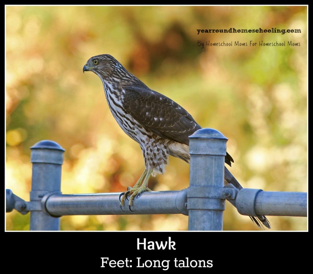 Hawk with talons