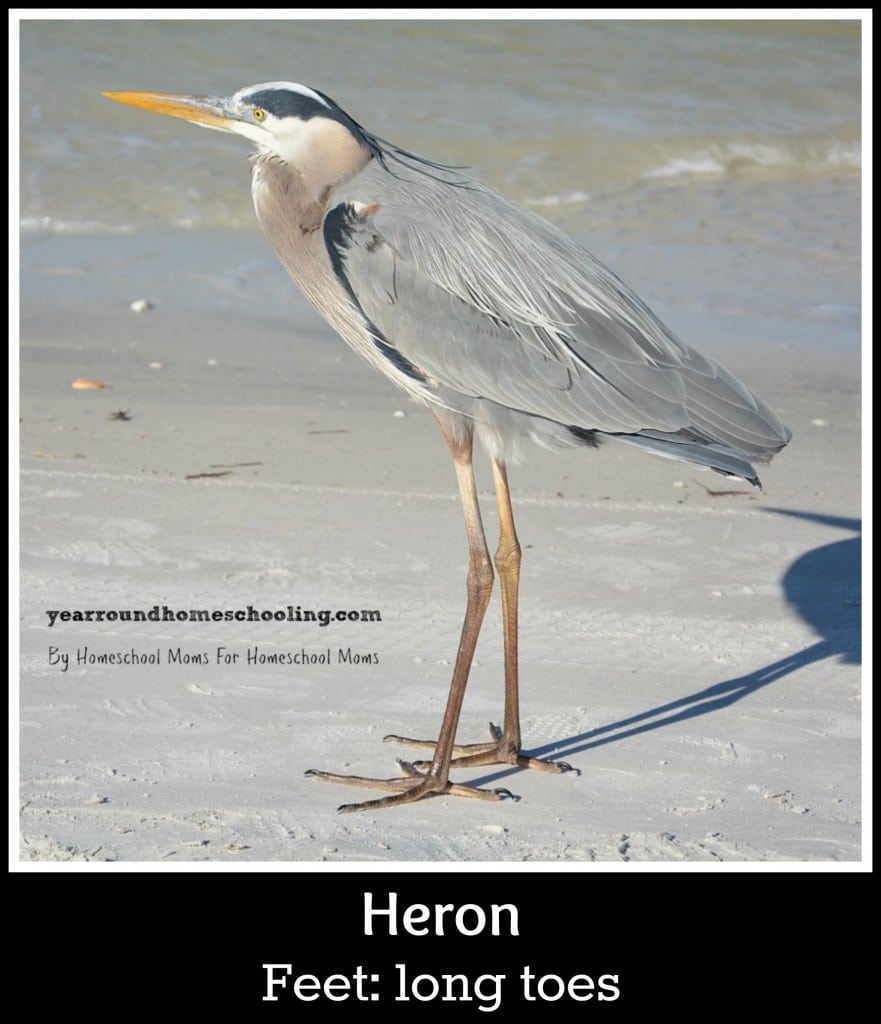 Heron with wading feet