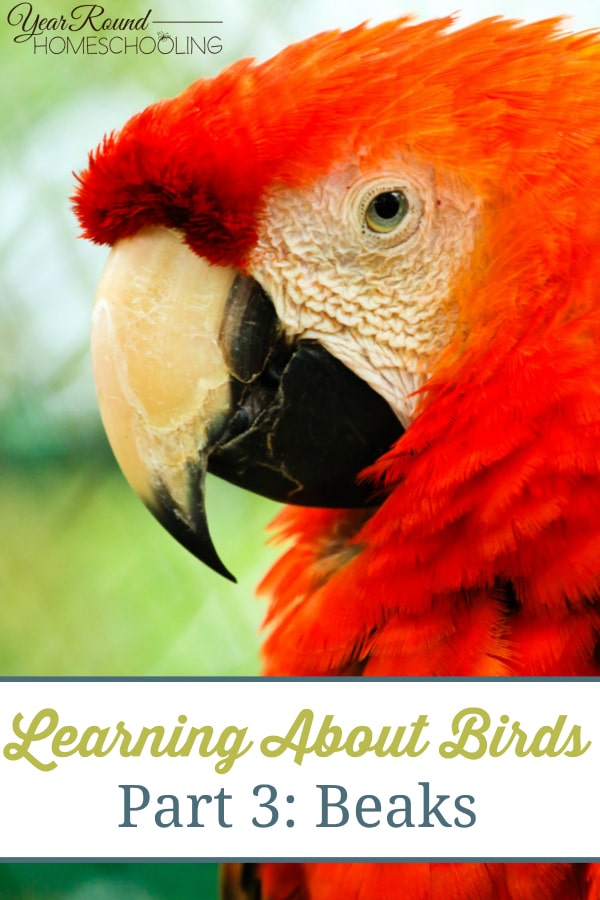 learning about birds, birds beaks, bird study, nature study, nature, birds, beaks, homeschool, homeschooling