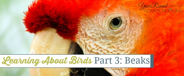 learning about birds, birds beaks, bird study, nature study, nature, birds, beaks, homeschool, homeschooling