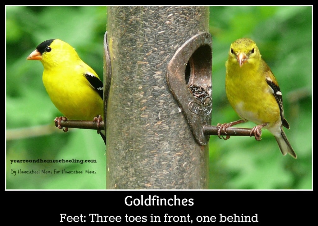 american-goldfinches-613469_1280 (1)