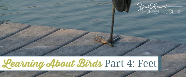 bird unit study, learning about birds, birds' feet, bird nature study, homeschool, homeschooling