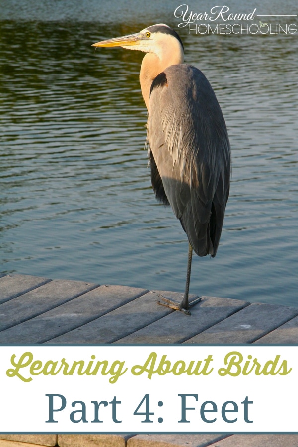 bird unit study, learning about birds, birds' feet, bird nature study, homeschool, homeschooling