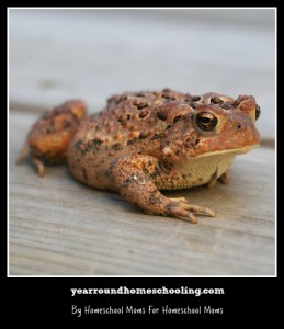 Toad