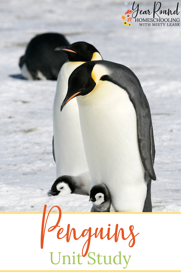 penguins unit study, unit study penguins, penguin unit study, unit study penguin