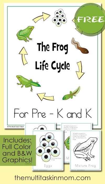 Frog Life Cycle