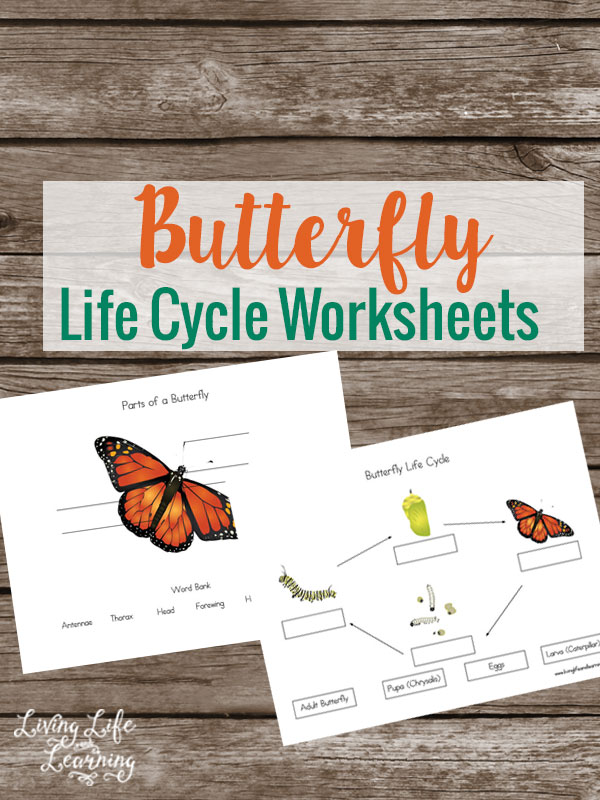 Free Life Cycle of a Butterfly Worksheets