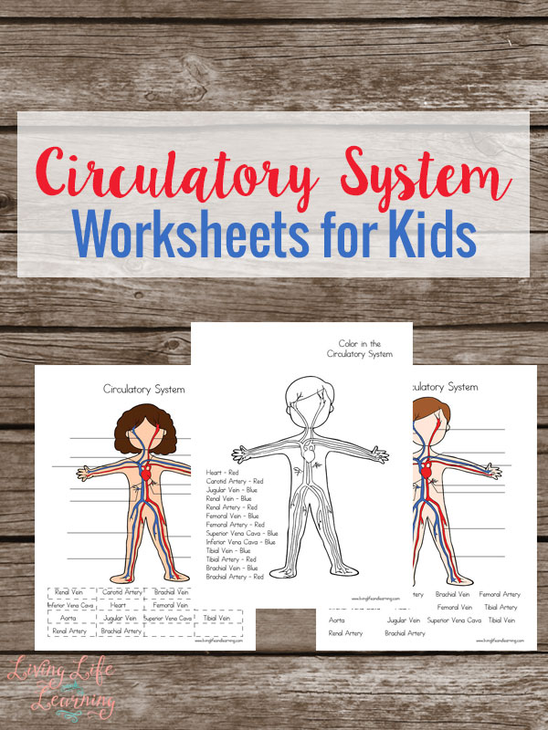 Free Circulatory System Worksheets for Kids