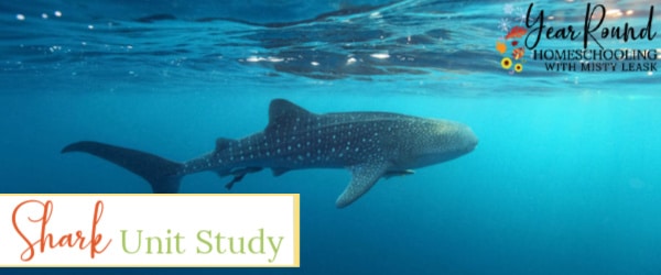 shark unit study, unit study shark, unit study on sharks, sharks unit study, shark study, sharks study, shark unit, sharks unit