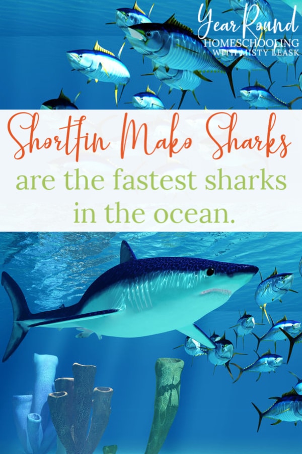 Shortfin Mako Shark Fact NEW - Year Round Homeschooling