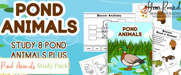 pond animals study, pond animals worksheets, pond animals pack, pond animals printable