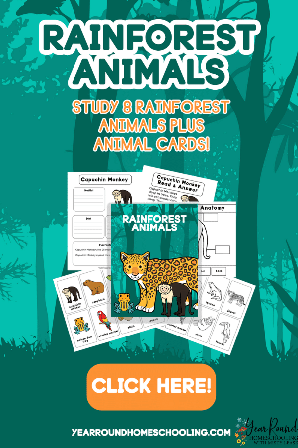 rainforest animals study, rainforest animals worksheets, rainforest animals pack, rainforest animals printable