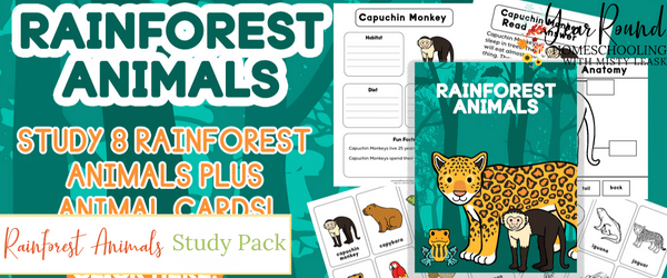 rainforest animals study, rainforest animals worksheets, rainforest animals pack, rainforest animals printable
