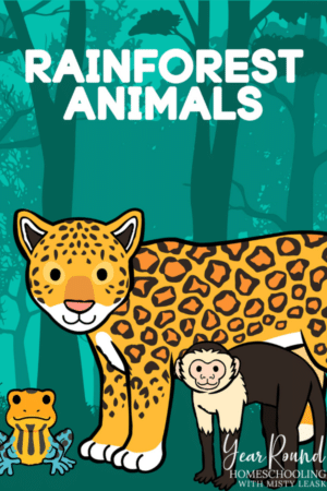 Rainforest Animal Worksheets